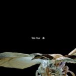 レス1番のリンク先のサムネイル画像