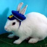 レス14番の画像2