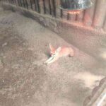 レス39番の画像2