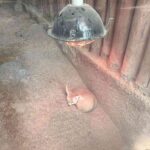 レス39番の画像1