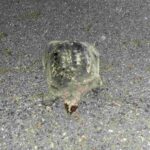 レス26番の画像1