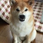 レス14番の画像1
