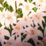 レス22番の画像10